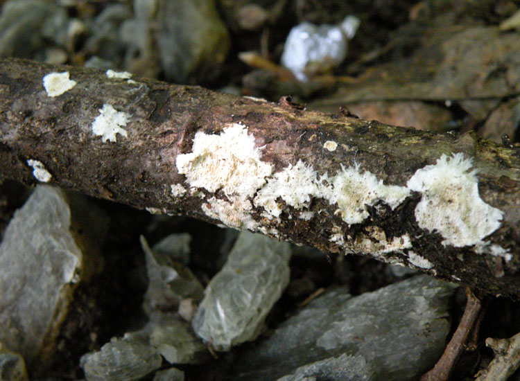 Questa  difficile... (Steccherinum sp.)